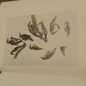 Northern 3-toed woodpecker, Hairy woodpecker Plate 97